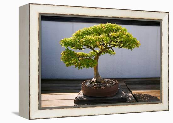 Japanese Bonsai tree in National Arboretum, Washington D.C.-null-Framed Premier Image Canvas