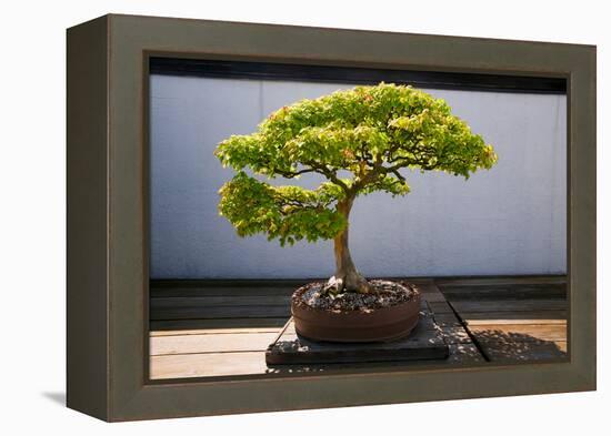 Japanese Bonsai tree in National Arboretum, Washington D.C.-null-Framed Premier Image Canvas