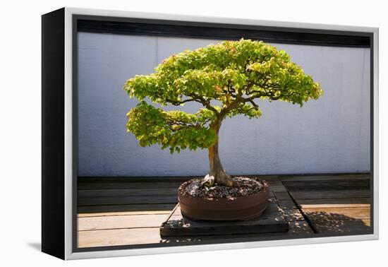 Japanese Bonsai tree in National Arboretum, Washington D.C.-null-Framed Premier Image Canvas