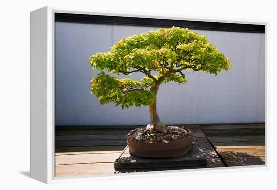 Japanese Bonsai tree in National Arboretum, Washington D.C.-null-Framed Premier Image Canvas