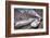 Japanese Bullet Trains-null-Framed Art Print