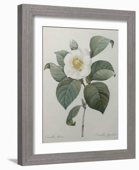 Japanese Camellia-Pierre-Joseph Redoute-Framed Art Print