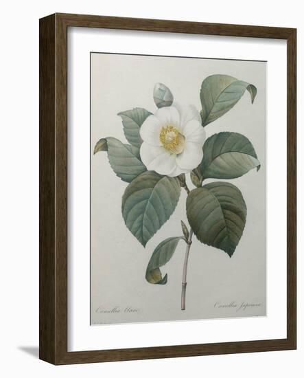 Japanese Camellia-Pierre-Joseph Redoute-Framed Art Print