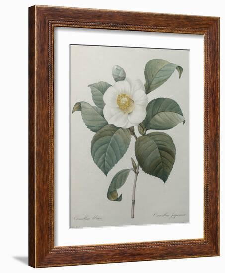 Japanese Camellia-Pierre-Joseph Redoute-Framed Art Print