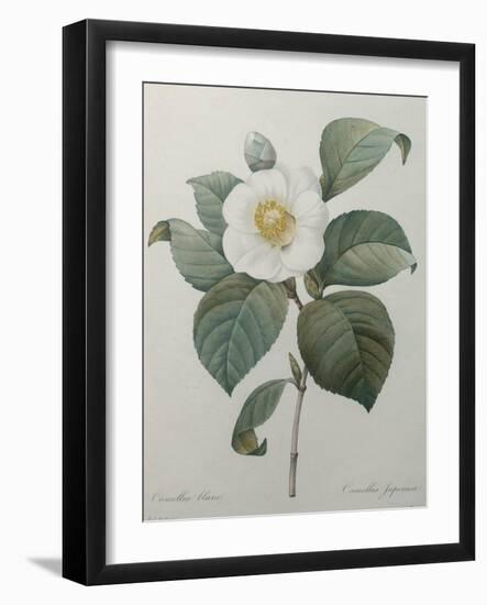 Japanese Camellia-Pierre-Joseph Redoute-Framed Art Print