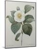 Japanese Camellia-Pierre-Joseph Redoute-Mounted Art Print