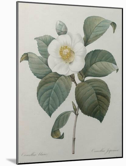 Japanese Camellia-Pierre-Joseph Redoute-Mounted Art Print