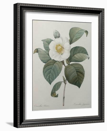 Japanese Camellia-Pierre-Joseph Redoute-Framed Art Print