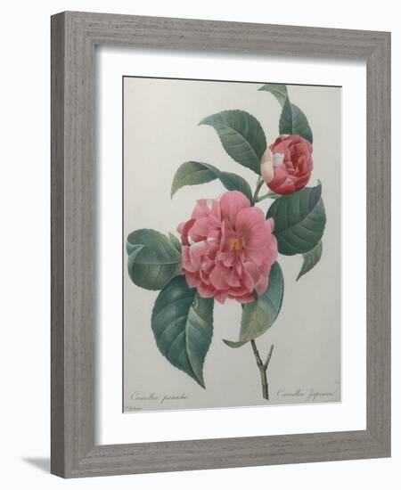 Japanese Camellia-Pierre-Joseph Redoute-Framed Art Print