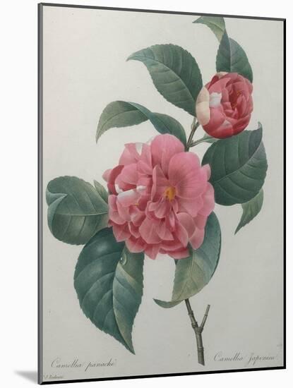 Japanese Camellia-Pierre-Joseph Redoute-Mounted Art Print