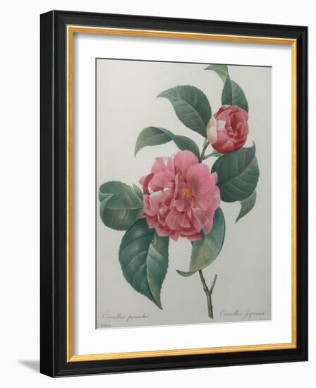 Japanese Camellia-Pierre-Joseph Redoute-Framed Art Print