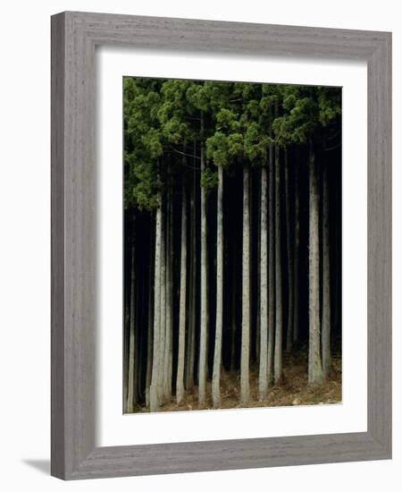 Japanese cedar forest, Akita Prefecture, Japan-Aso Fujita-Framed Photographic Print