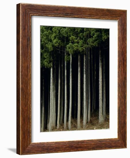 Japanese cedar forest, Akita Prefecture, Japan-Aso Fujita-Framed Photographic Print