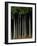 Japanese cedar forest, Akita Prefecture, Japan-Aso Fujita-Framed Photographic Print