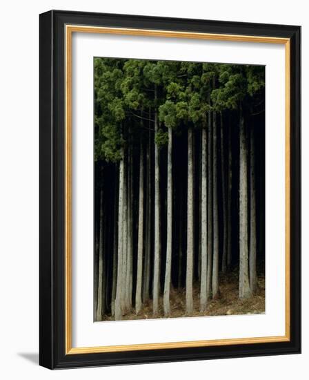 Japanese cedar forest, Akita Prefecture, Japan-Aso Fujita-Framed Photographic Print