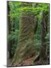 Japanese Cedar-null-Mounted Photographic Print