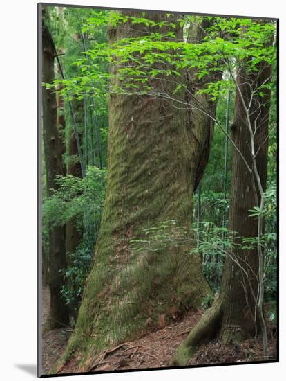 Japanese Cedar-null-Mounted Photographic Print