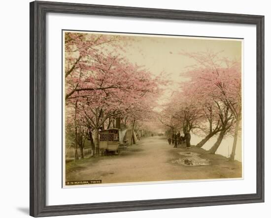 Japanese Cherry Blossom in Mukojima Tokyo Japan-null-Framed Photographic Print