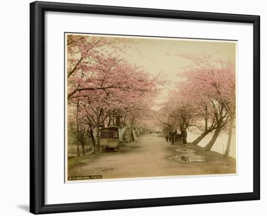 Japanese Cherry Blossom in Mukojima Tokyo Japan-null-Framed Photographic Print