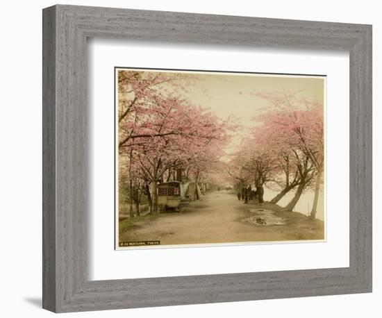 Japanese Cherry Blossom in Mukojima Tokyo Japan-null-Framed Photographic Print