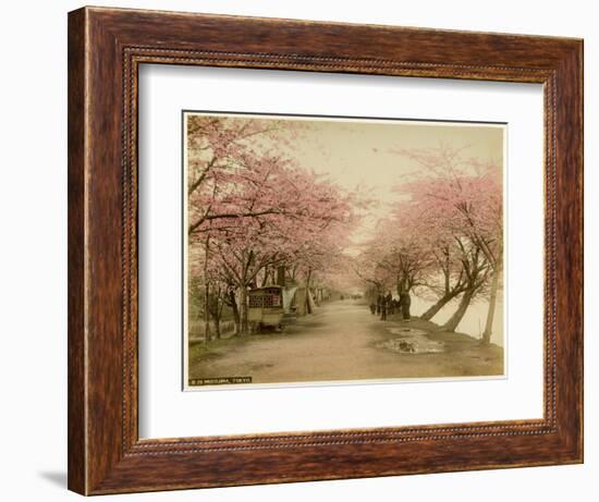 Japanese Cherry Blossom in Mukojima Tokyo Japan-null-Framed Photographic Print