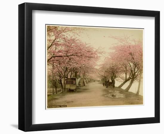 Japanese Cherry Blossom in Mukojima Tokyo Japan-null-Framed Photographic Print