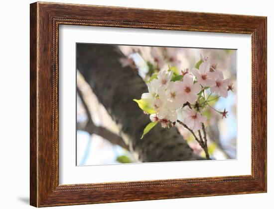 Japanese Cherry Blossom, Sakura I-Ryuji Adachi-Framed Art Print