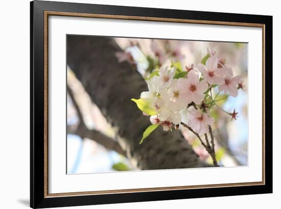 Japanese Cherry Blossom, Sakura I-Ryuji Adachi-Framed Giclee Print