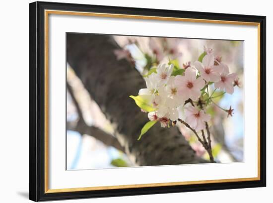 Japanese Cherry Blossom, Sakura I-Ryuji Adachi-Framed Giclee Print