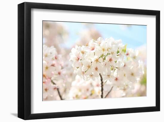 Japanese Cherry Blossom, Sakura II-Ryuji Adachi-Framed Giclee Print