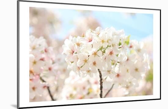 Japanese Cherry Blossom, Sakura II-Ryuji Adachi-Mounted Giclee Print