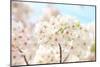 Japanese Cherry Blossom, Sakura II-Ryuji Adachi-Mounted Giclee Print