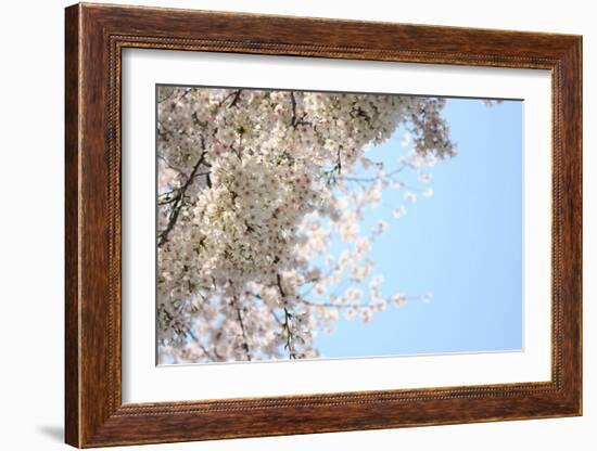 Japanese Cherry Blossom, Sakura III-Ryuji Adachi-Framed Art Print