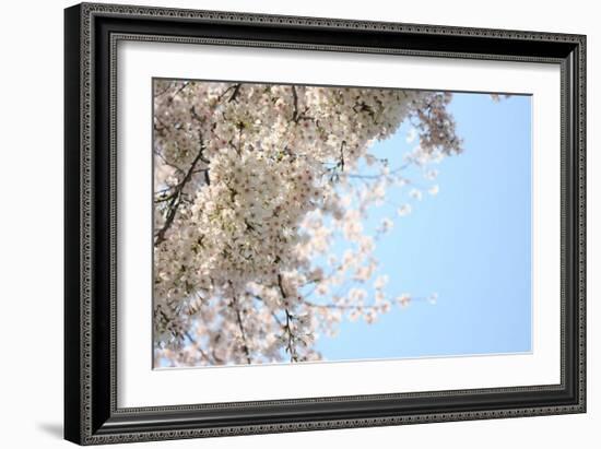 Japanese Cherry Blossom, Sakura III-Ryuji Adachi-Framed Art Print