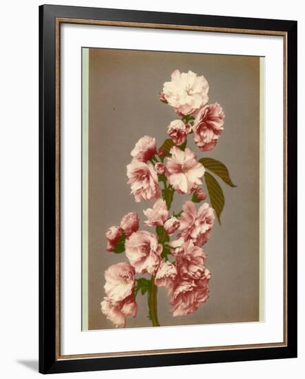 Japanese Cherry Tree Blossom and Leaves-null-Framed Photographic Print