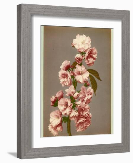 Japanese Cherry Tree Blossom and Leaves-null-Framed Photographic Print