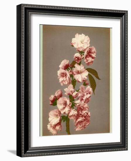 Japanese Cherry Tree Blossom and Leaves-null-Framed Photographic Print