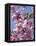 Japanese Cherry Tree, Detail, Branch, Blooms, Spring-Thonig-Framed Premier Image Canvas