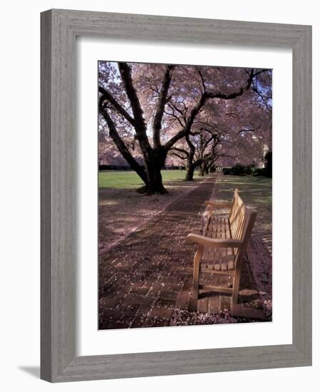 Japanese Cherry Trees at the University of Washington, Seattle, Washington, USA-Jamie & Judy Wild-Framed Photographic Print