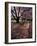 Japanese Cherry Trees at the University of Washington, Seattle, Washington, USA-Jamie & Judy Wild-Framed Photographic Print