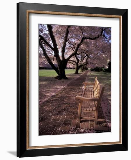 Japanese Cherry Trees at the University of Washington, Seattle, Washington, USA-Jamie & Judy Wild-Framed Photographic Print