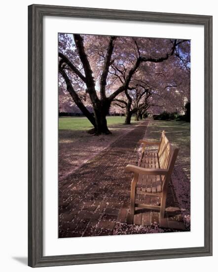 Japanese Cherry Trees at the University of Washington, Seattle, Washington, USA-Jamie & Judy Wild-Framed Photographic Print