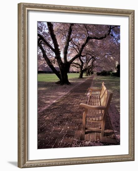 Japanese Cherry Trees at the University of Washington, Seattle, Washington, USA-Jamie & Judy Wild-Framed Photographic Print