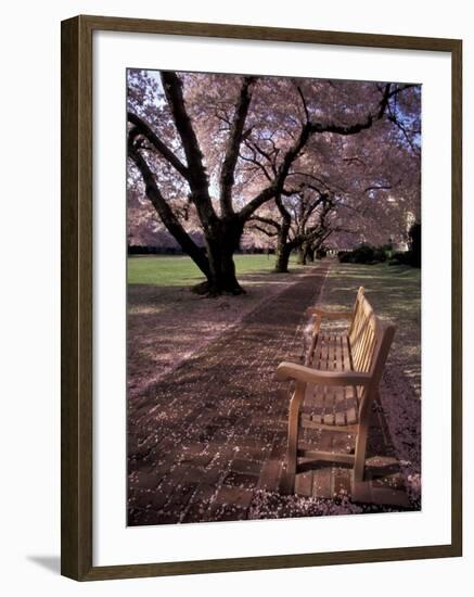 Japanese Cherry Trees at the University of Washington, Seattle, Washington, USA-Jamie & Judy Wild-Framed Photographic Print