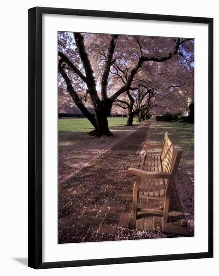 Japanese Cherry Trees at the University of Washington, Seattle, Washington, USA-Jamie & Judy Wild-Framed Photographic Print