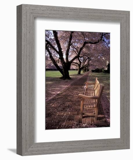 Japanese Cherry Trees at the University of Washington, Seattle, Washington, USA-Jamie & Judy Wild-Framed Photographic Print