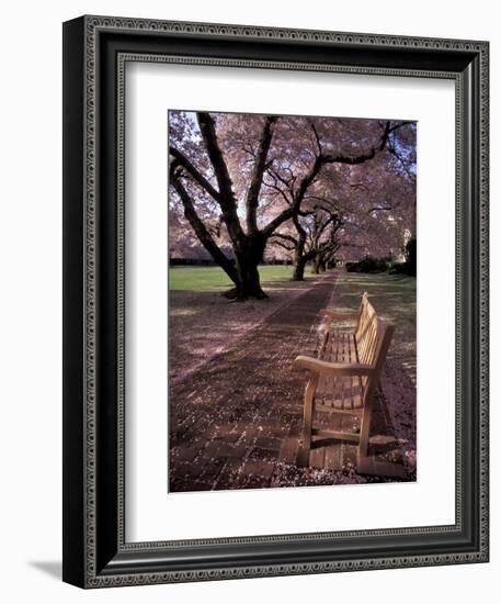 Japanese Cherry Trees at the University of Washington, Seattle, Washington, USA-Jamie & Judy Wild-Framed Photographic Print