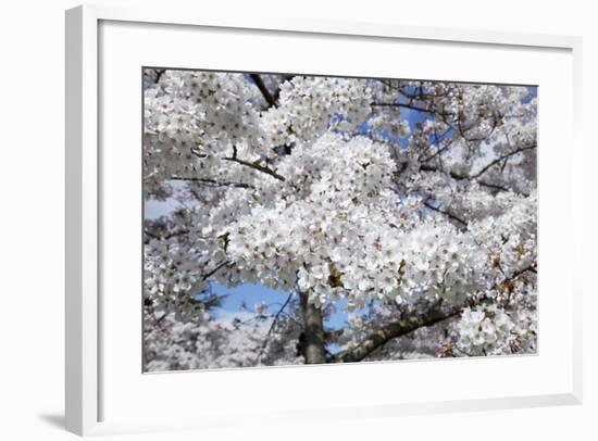 Japanese Cherry Trees in Full Spring Blossom-null-Framed Photographic Print
