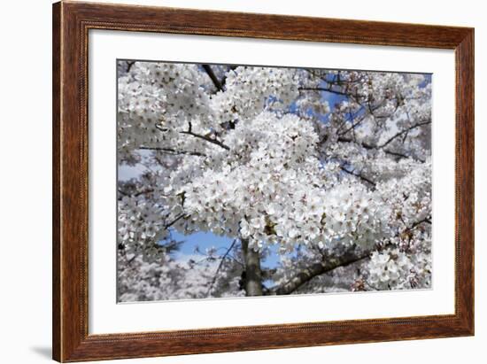 Japanese Cherry Trees in Full Spring Blossom-null-Framed Photographic Print