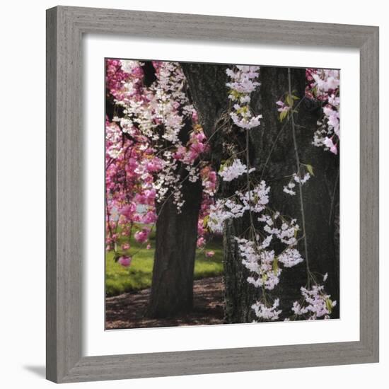 Japanese Cherry-Jessica Jenney-Framed Giclee Print